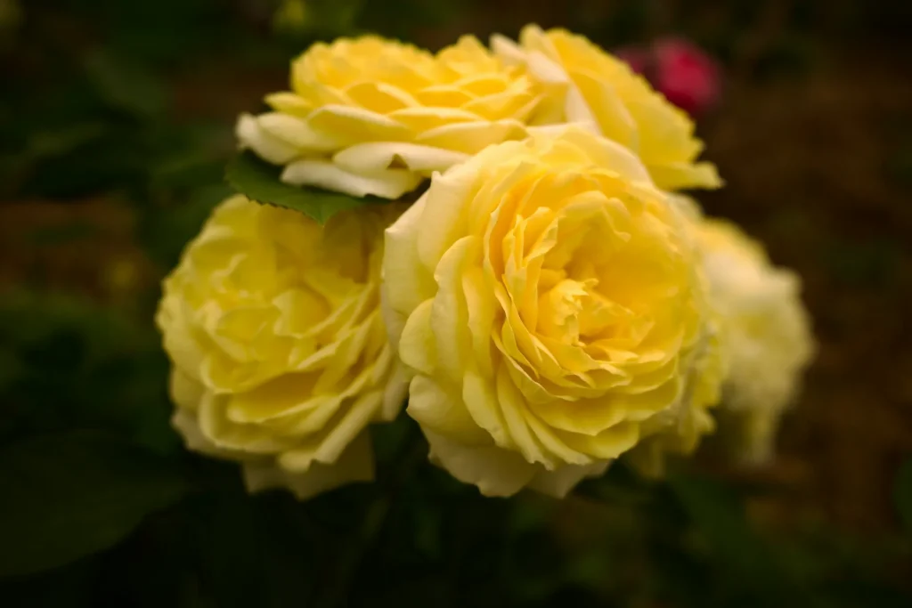 a close up of a bunch of yellow flowers