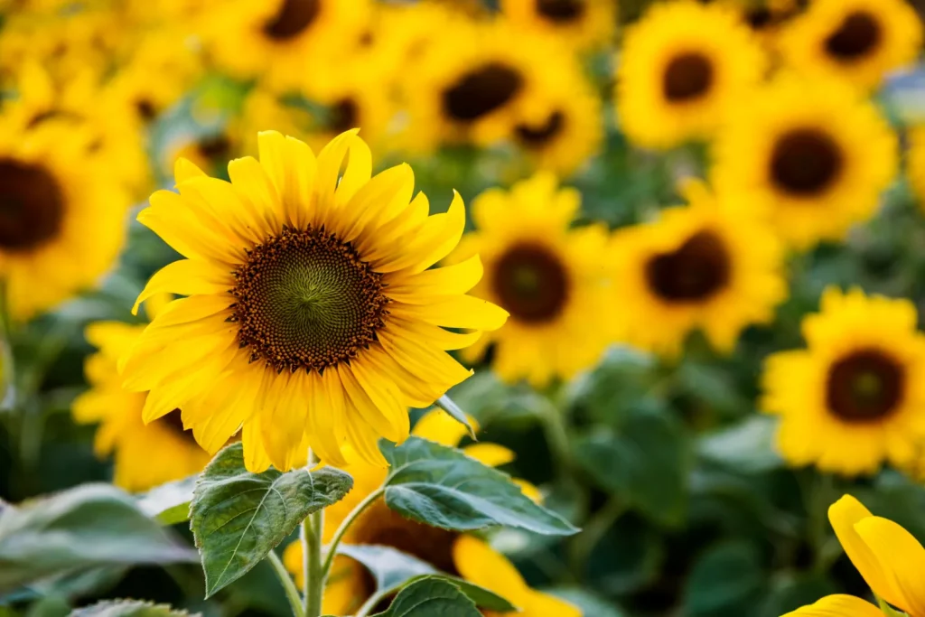 Sumflower nature blossom meadow growth