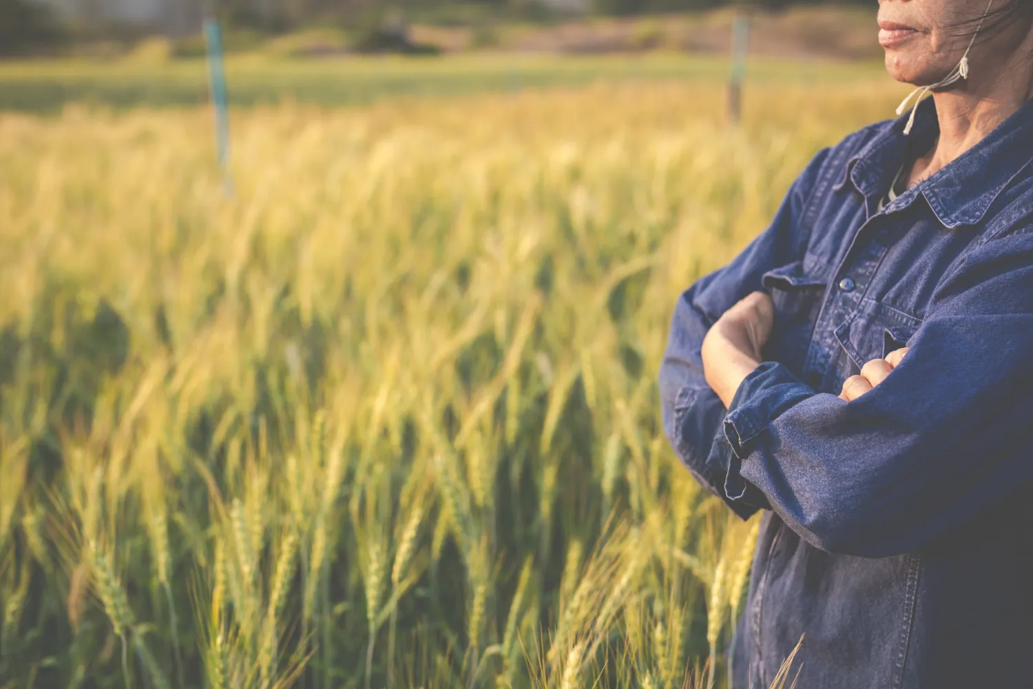 Farmers harvest barley happily