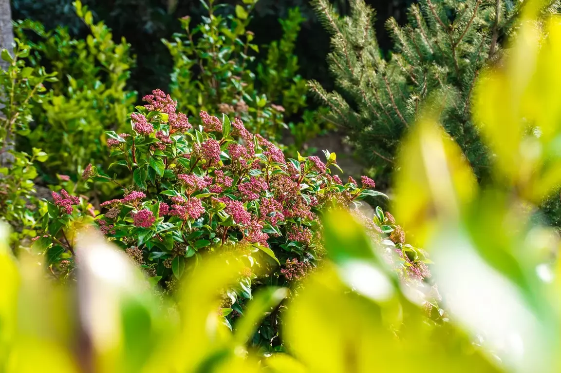 blooming pink flowers amidst vibrant green foliage